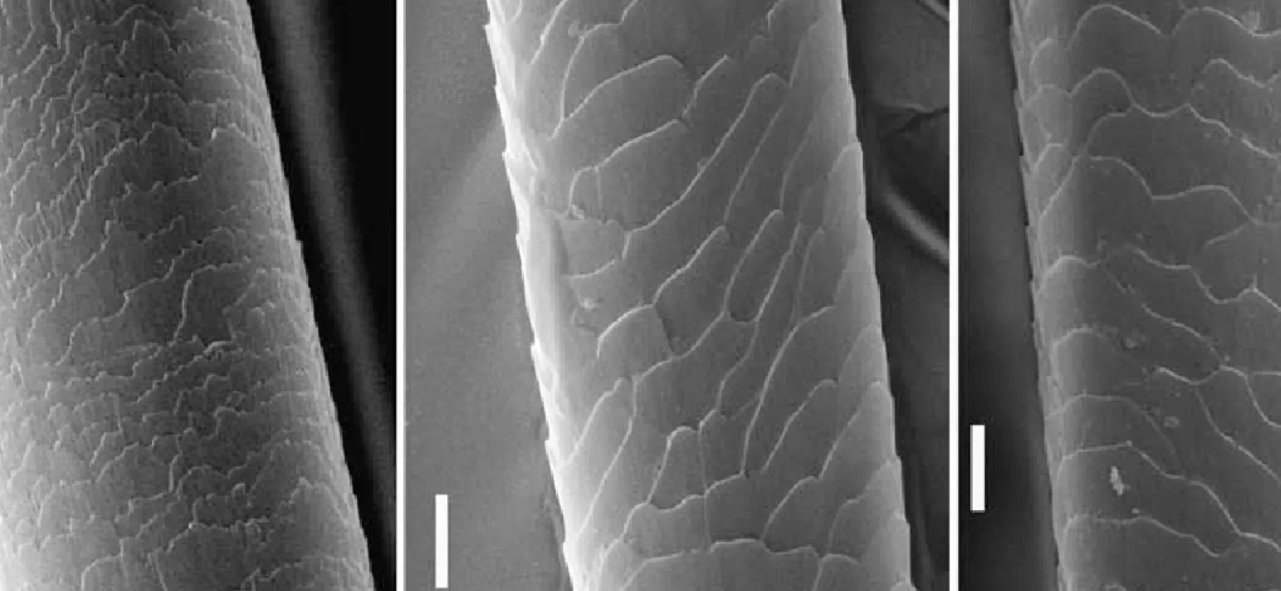 Want healthier Hair? Here’s what your hair cuticle needs!