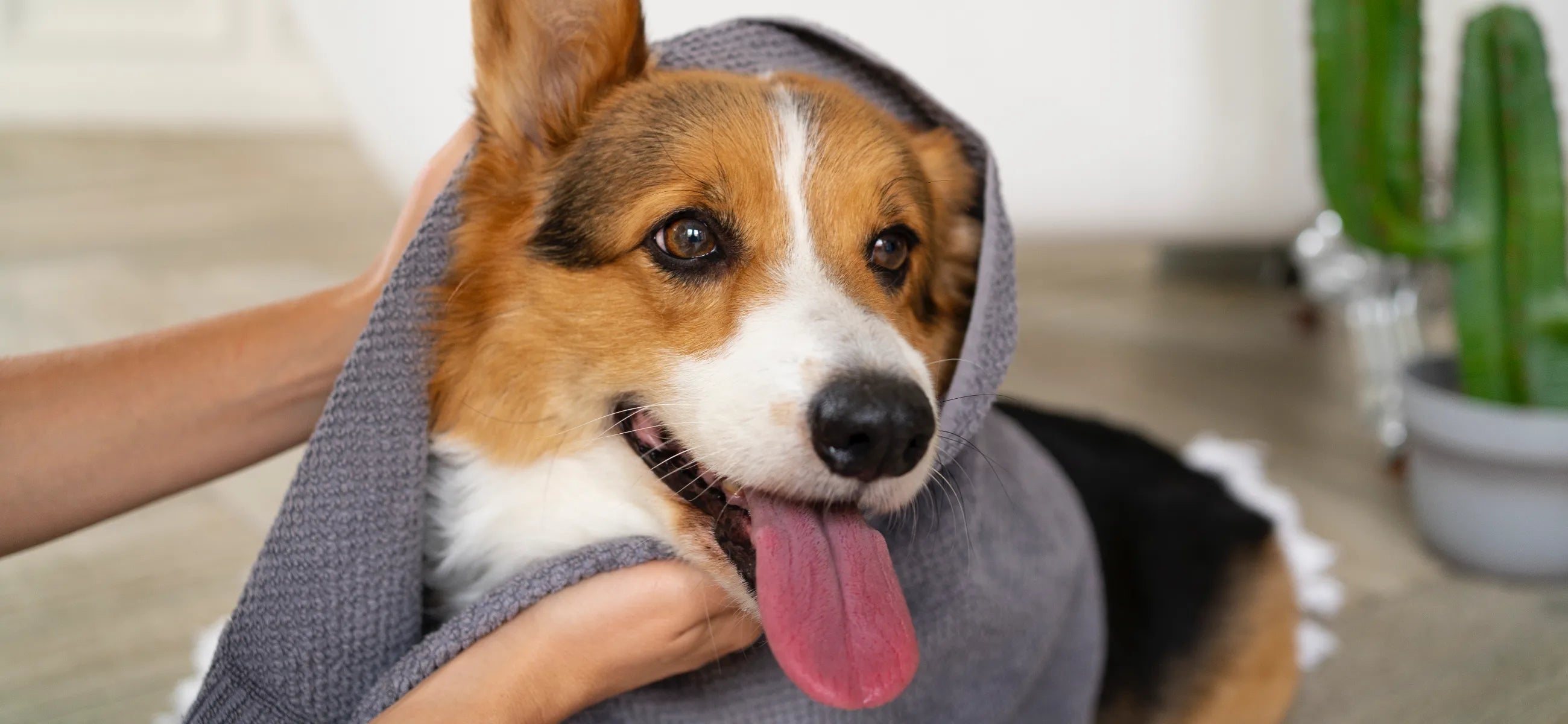 5 best dog hair dryer for home use - How to dry the hair of your dog at home?