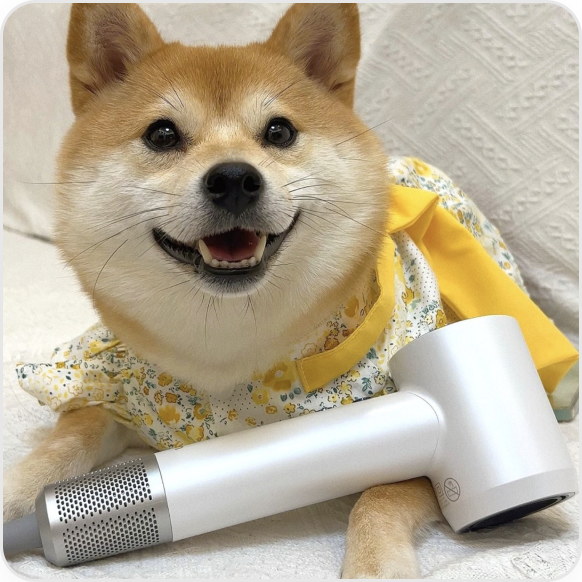 A dog is holding Laifen hair dryer